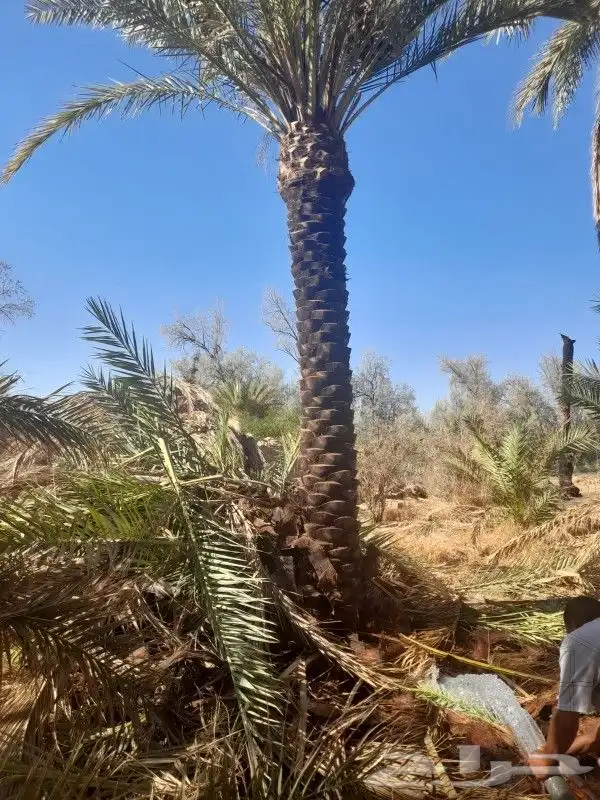 يوجد لديناء نخيل عربي وواشنطني أشجار زيتون 1