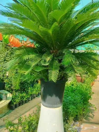 تنشق الحدائق 7