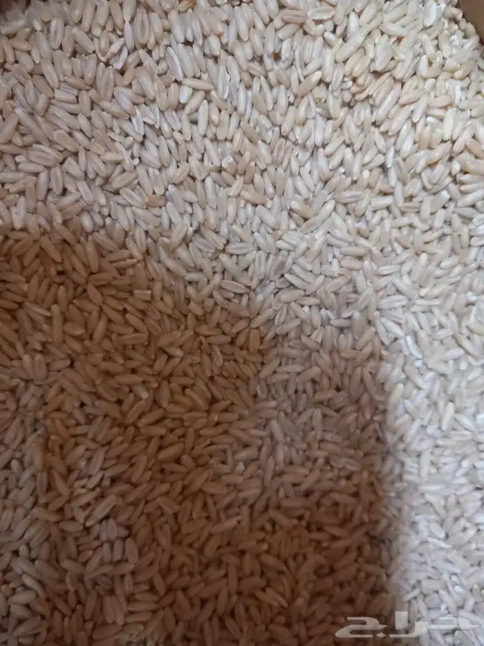 يوجد شوفان حبه ممتازه ويوجد اقفاص مطير مقاس 1متر في77 0