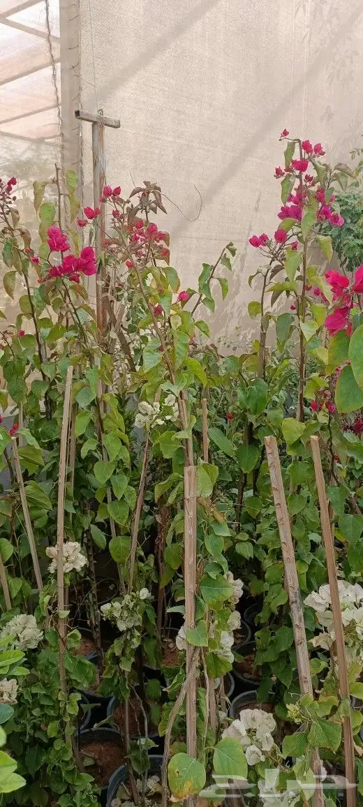 منسق حدائق وزراعة الثيل والديكورات 38