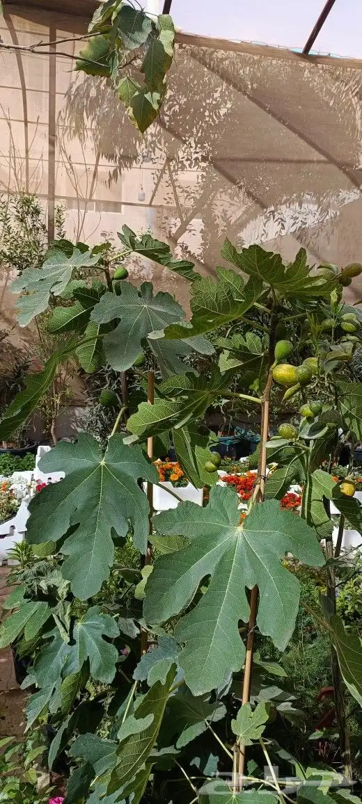 منسق حدائق وزراعة الثيل والديكورات 39