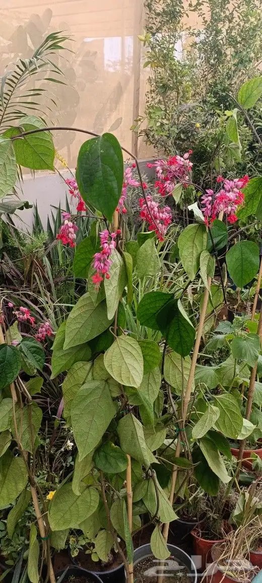 منسق حدائق وزراعة الثيل والديكورات 37