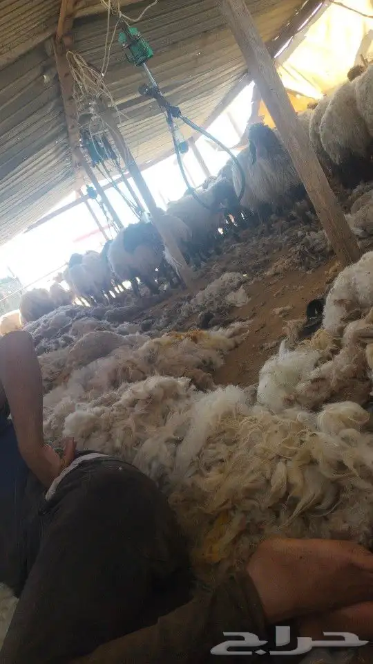 حلاق غنم نعيم جزاز صوف مكينه نعيمي جورجي سواكن ماعز روماني م 0