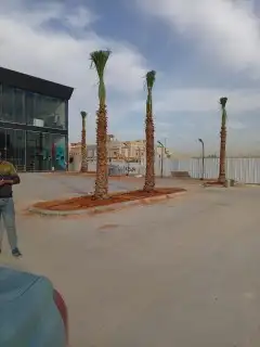 جميع انواع النخيل الوشنطني ولعربي بأسعار مناسبه 1