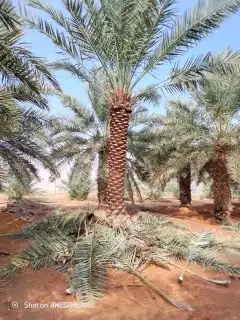 جميع انواع النخيل الوشنطني ولعربي بأسعار مناسبه 2