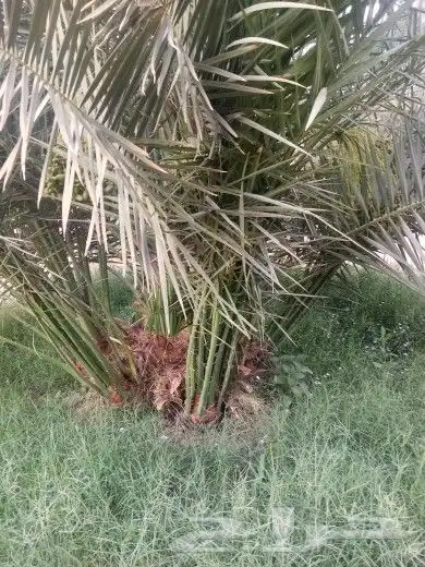 بيع جميع انواع النخيل 0