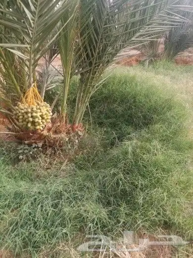 بيع جميع انواع النخيل 5