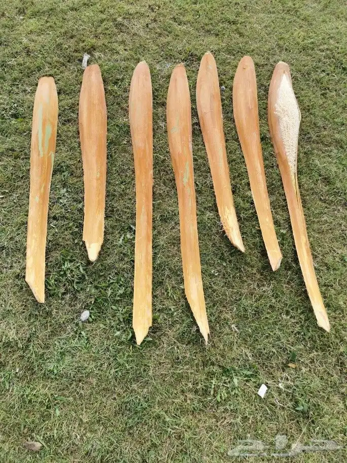 لقاح بار النخل 2