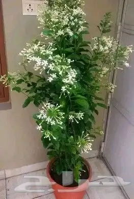 منسق حدائق وزراعة الثيل والديكورات 16