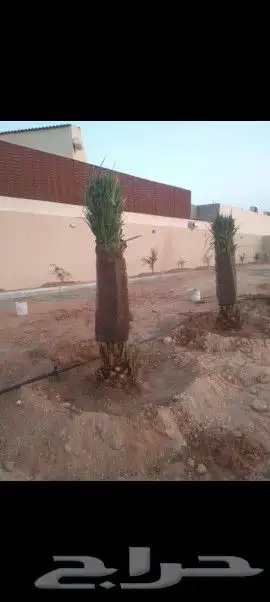 فسايل صقعي ومجدوله 2