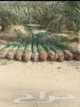 فسايل صقعي ومجدوله 6