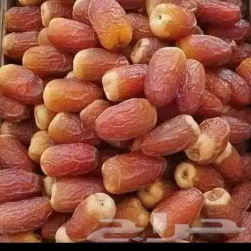 فسايل صقعي ومجدوله 3