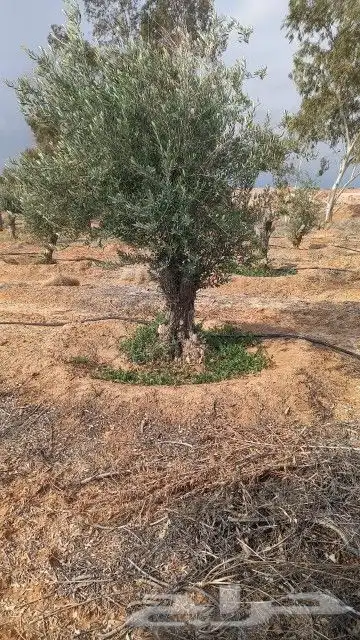 زيتون معمر 2