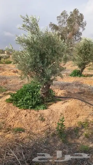 زيتون معمر 4