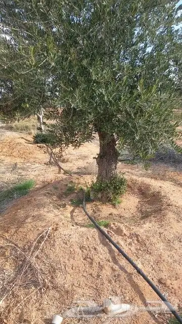 زيتون معمر 0