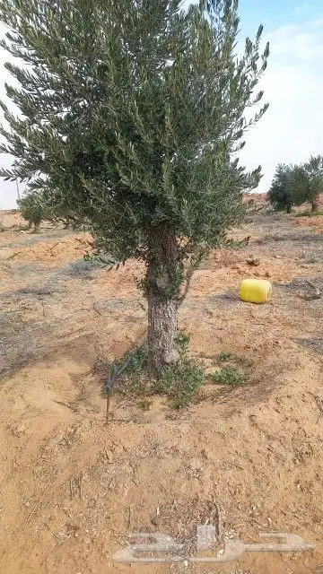 زيتون معمر 3