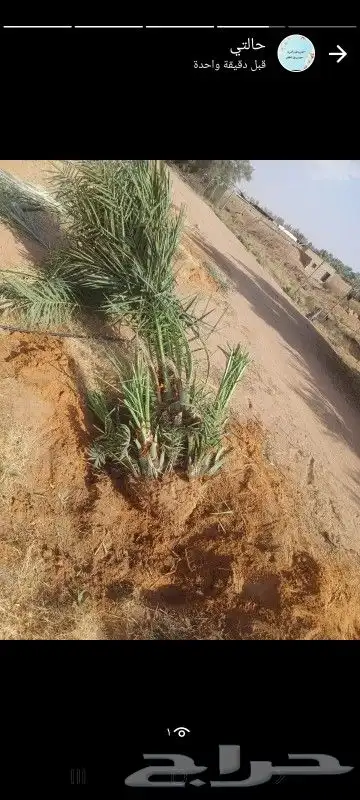 فسايل صقعي ومجدوله 5