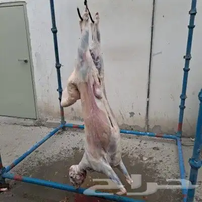 شيف ابو تامر السوري في الدمام وفي جميع انحاء الشرقيه 3