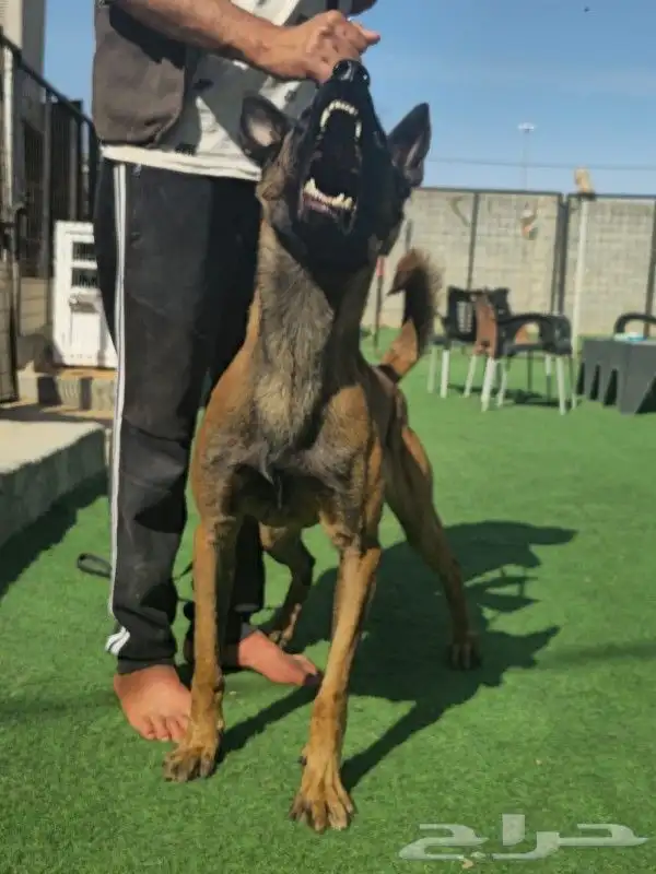 للبيع كلب مالينو بلجيكي شرس ( Belgian malinois ) 1