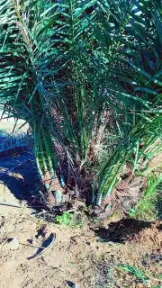 نعمل في قلع وغرس وتوريد جميع انواع النخيل المثمرة والزينه 0