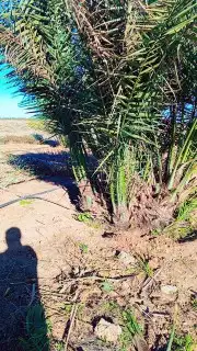 نعمل في قلع وغرس وتوريد جميع انواع النخيل المثمرة والزينه 2