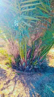 نعمل في قلع وغرس وتوريد جميع انواع النخيل المثمرة والزينه 1