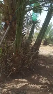 نعمل في قلع وغرس وتوريد جميع انواع النخيل المثمرة والزينه 3