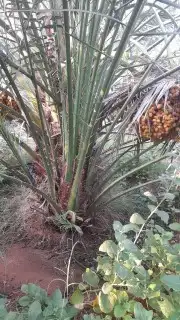 نعمل في قلع وغرس وتوريد جميع انواع النخيل المثمرة والزينه 6