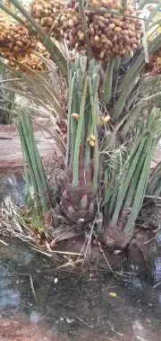 نعمل في قلع وغرس وتوريد جميع انواع النخيل المثمرة والزينه 5