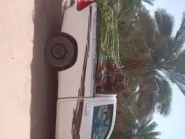 نخل جميع الانواع 2