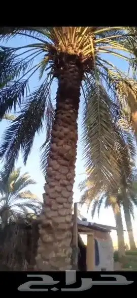 نحن مؤسسة مقاولات عامه 1الشبوك بجميع انواعها ومواصفات العالي 4