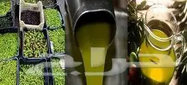 زيت زيتون فلسطيني معصور على البارد وجديد لكل المحافظات 4