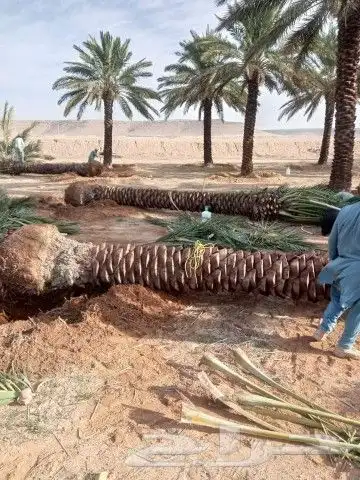نحن مؤسسة مقاولات عامه 1الشبوك بجميع انواعها ومواصفات العالي 7