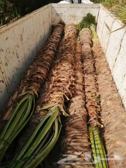 مقاول نخيل وشبك 3