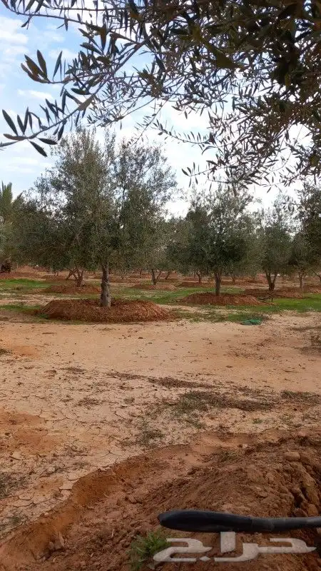 اشجار زيتون 1