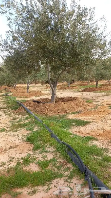 اشجار زيتون 3