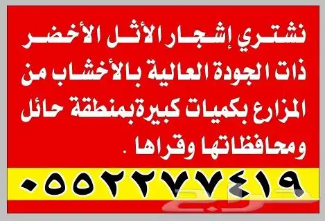 نشتري إشجار الأثل الأخضر ذات الجودة العالية بالأخشاب 0