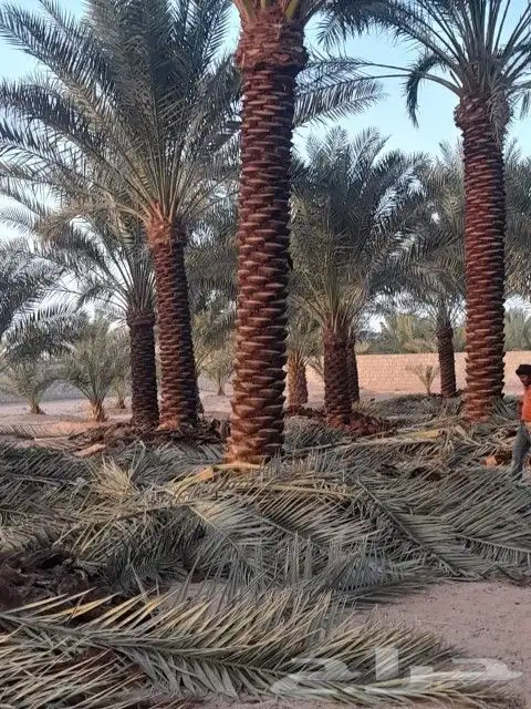 نحن مؤسسة مقاولات عامه 1الشبوك بجميع انواعها ومواصفات العالي 2