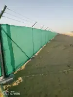 نخل عربي ووشنطني جميع المقاسات 8