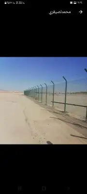 نخل عربي ووشنطني جميع المقاسات 1