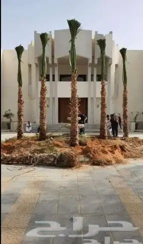 نخل عربي ووشنطني جميع المقاسات 4