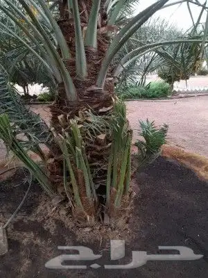 نخل عربي ووشنطني جميع المقاسات 4