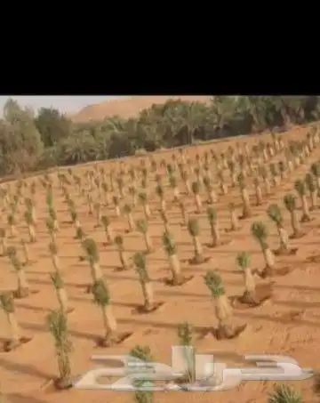 نخل عربي ووشنطني جميع المقاسات 6