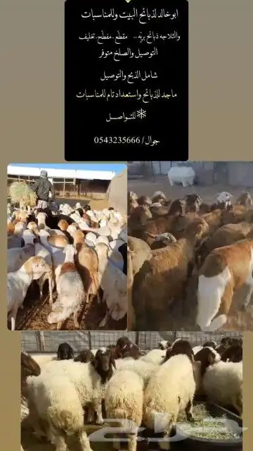 ذبايح للبيع مع التوصيل والذبح والتغليف حسب طلب العميل 0
