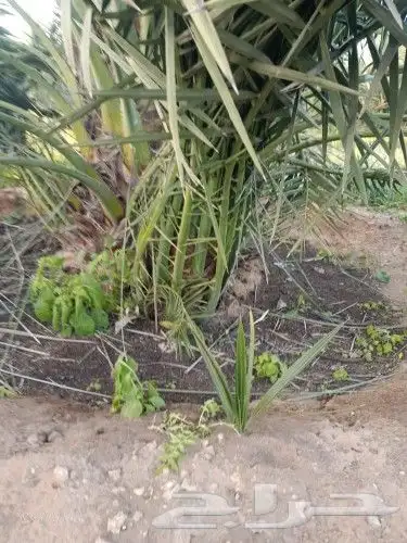 نخل عربي ووشنطني جميع المقاسات 0