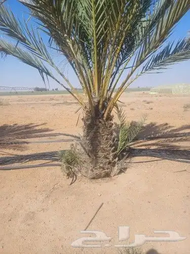 نخل عربي ووشنطني جميع المقاسات 9