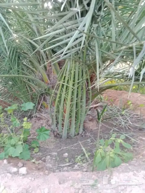 نقوم ببيع وتوريد النخيل بأنواعه وتركيب جميع الشبوك 1