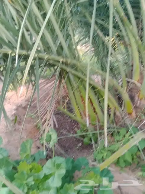نقوم ببيع وتوريد النخيل بأنواعه وتركيب جميع الشبوك 0