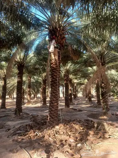 نخل عربي ووشنطني جميع المقاسات 8