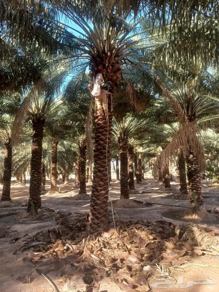 نخل عربي ووشنطني جميع المقاسات 8